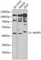 A-Kinase Anchoring Protein 5 antibody, 22-282, ProSci, Western Blot image 