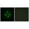 Mediator Complex Subunit 24 antibody, A05987, Boster Biological Technology, Immunofluorescence image 