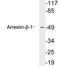 Arrestin Beta 1 antibody, LS-C199771, Lifespan Biosciences, Western Blot image 