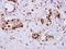 ERH MRNA Splicing And Mitosis Factor antibody, NBP1-32198, Novus Biologicals, Immunohistochemistry frozen image 
