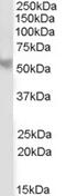 Protein Phosphatase 2 Regulatory Subunit B'Beta antibody, MBS421373, MyBioSource, Western Blot image 