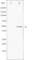 Activating Transcription Factor 2 antibody, abx012094, Abbexa, Western Blot image 