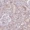 ETS Transcription Factor ERG antibody, HPA046598, Atlas Antibodies, Immunohistochemistry frozen image 