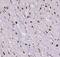 Inositol-Trisphosphate 3-Kinase C antibody, FNab04424, FineTest, Immunohistochemistry frozen image 