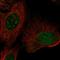 Zinc Finger Protein 771 antibody, HPA030730, Atlas Antibodies, Immunocytochemistry image 