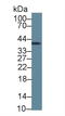 Inhibin Subunit Alpha antibody, LS-C663582, Lifespan Biosciences, Western Blot image 