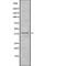 Biglycan antibody, abx148614, Abbexa, Western Blot image 