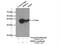 Isocitrate Dehydrogenase (NAD(+)) 3 Alpha antibody, 15909-1-AP, Proteintech Group, Immunoprecipitation image 