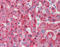 Alkaline Phosphatase, Biomineralization Associated antibody, 49-088, ProSci, Immunohistochemistry frozen image 