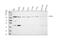 EPH Receptor A1 antibody, PA1573, Boster Biological Technology, Western Blot image 