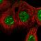 Exocyst Complex Component 4 antibody, HPA031444, Atlas Antibodies, Immunofluorescence image 