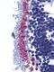 Apoptosis Inducing Factor Mitochondria Associated 1 antibody, PA1-30677, Invitrogen Antibodies, Immunohistochemistry frozen image 