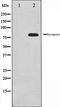 Synapsin antibody, orb106390, Biorbyt, Western Blot image 