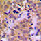 Cholinergic Receptor Nicotinic Alpha 1 Subunit antibody, LS-C353941, Lifespan Biosciences, Immunohistochemistry frozen image 