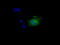 Nitrilase Family Member 2 antibody, M05891, Boster Biological Technology, Immunofluorescence image 