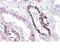 Polo Like Kinase 3 antibody, NBP2-26197, Novus Biologicals, Immunohistochemistry paraffin image 