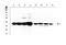 Tropomyosin 1 antibody, MA1097, Boster Biological Technology, Western Blot image 