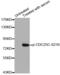 Cell Division Cycle 25C antibody, abx000371, Abbexa, Western Blot image 