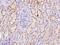 Sideroflexin 2 antibody, 202052-T08, Sino Biological, Immunohistochemistry frozen image 