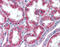 Homeobox A5 antibody, 25-505, ProSci, Enzyme Linked Immunosorbent Assay image 