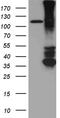 Repulsive Guidance Molecule BMP Co-Receptor A antibody, CF811571, Origene, Western Blot image 