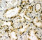 TANK Binding Kinase 1 antibody, LS-C313237, Lifespan Biosciences, Immunohistochemistry paraffin image 