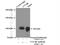 Cullin 4B antibody, 20882-1-AP, Proteintech Group, Immunoprecipitation image 