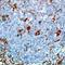 Serpin Family A Member 3 antibody, PA1-37070, Invitrogen Antibodies, Immunohistochemistry paraffin image 