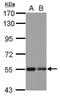 Kelch Repeat And BTB Domain Containing 4 antibody, GTX106777, GeneTex, Western Blot image 