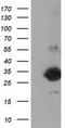 Zinc Finger AN1-Type Containing 2B antibody, CF502345, Origene, Western Blot image 