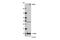 Centromere Protein E antibody, 14977S, Cell Signaling Technology, Western Blot image 