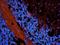 GATA Binding Protein 1 antibody, orb14455, Biorbyt, Immunofluorescence image 