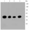 CAMP Responsive Element Binding Protein 1 antibody, NBP2-67274, Novus Biologicals, Western Blot image 