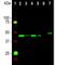 Growth Associated Protein 43 antibody, NBP2-50052, Novus Biologicals, Western Blot image 