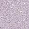 Calcium Voltage-Gated Channel Auxiliary Subunit Gamma 4 antibody, NBP2-55176, Novus Biologicals, Immunohistochemistry paraffin image 
