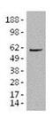 IKAROS Family Zinc Finger 3 antibody, 14-5789-82, Invitrogen Antibodies, Western Blot image 
