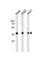 Annexin A1 antibody, abx034895, Abbexa, Western Blot image 