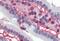 Cyclin Dependent Kinase 1 antibody, MBS395057, MyBioSource, Immunohistochemistry frozen image 