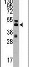 Adenosylhomocysteinase antibody, PA5-12312, Invitrogen Antibodies, Western Blot image 