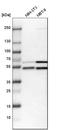 WD Repeat Domain, Phosphoinositide Interacting 2 antibody, HPA019852, Atlas Antibodies, Western Blot image 