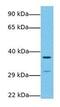 Protein Wnt-7b antibody, GTX47171, GeneTex, Western Blot image 