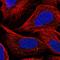 G Protein-Coupled Receptor 180 antibody, HPA047250, Atlas Antibodies, Immunofluorescence image 