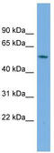 Growth Arrest Specific 8 antibody, TA346498, Origene, Western Blot image 