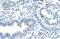 Zinc Finger Protein 239 antibody, A13224, Boster Biological Technology, Immunohistochemistry frozen image 