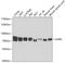 Glycyl-TRNA Synthetase antibody, GTX54147, GeneTex, Western Blot image 