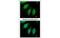 SH3 Domain Containing GRB2 Like 1, Endophilin A2 antibody, MBS835809, MyBioSource, Immunofluorescence image 