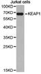 Kelch Like ECH Associated Protein 1 antibody, LS-C192952, Lifespan Biosciences, Western Blot image 