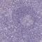 Doublecortin Like Kinase 2 antibody, HPA015770, Atlas Antibodies, Immunohistochemistry frozen image 