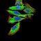 GNAS Complex Locus antibody, NBP2-52476, Novus Biologicals, Immunocytochemistry image 