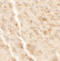 Shisa Family Member 4 antibody, A16391, Boster Biological Technology, Immunohistochemistry paraffin image 